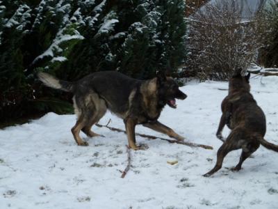 Daja und Neo im Schnee